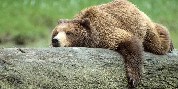 Risultati immagini per Orso grizzly site:greenme.it