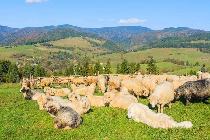 pastore-pecore