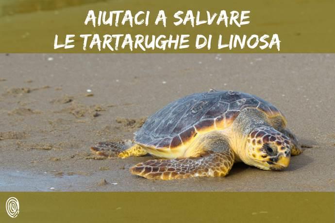 tartarughe-linosa