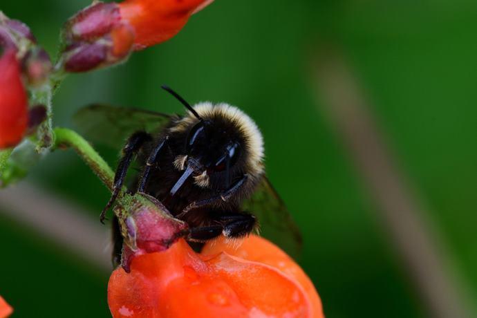 api pesticidi nicotina