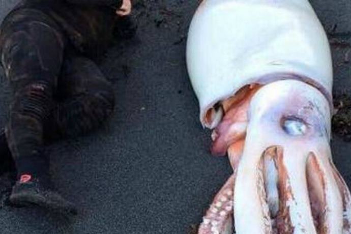 calamari giganti