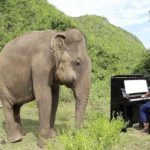 pianista elefanti foresta