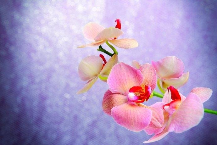 Orchidea Significato E Le Leggende Più Belle Greenme 2412