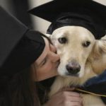 laurea-cane