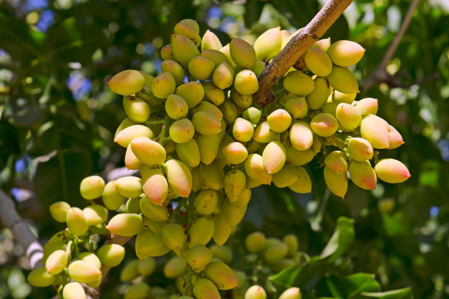 pianta di pistacchio