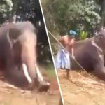 elefante picchiato video