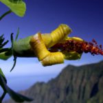 Hibiscadelphus woodii