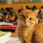 gatto-scuola