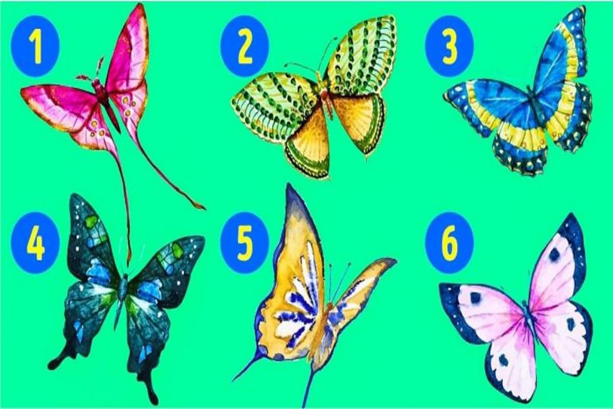 MacaKit: il kit in crowdfunding per salvare le farfalle e la biodiversita'  - greenMe