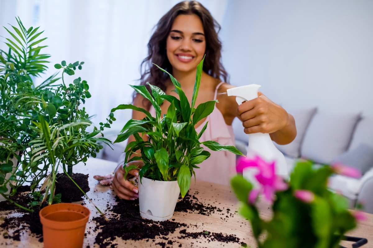 Come e perché nebulizzare le piante d'appartamento e da esterni - greenMe