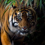 Giornata mondiale della tigre