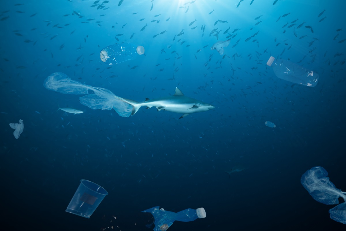 Squalo in un oceano di plastica