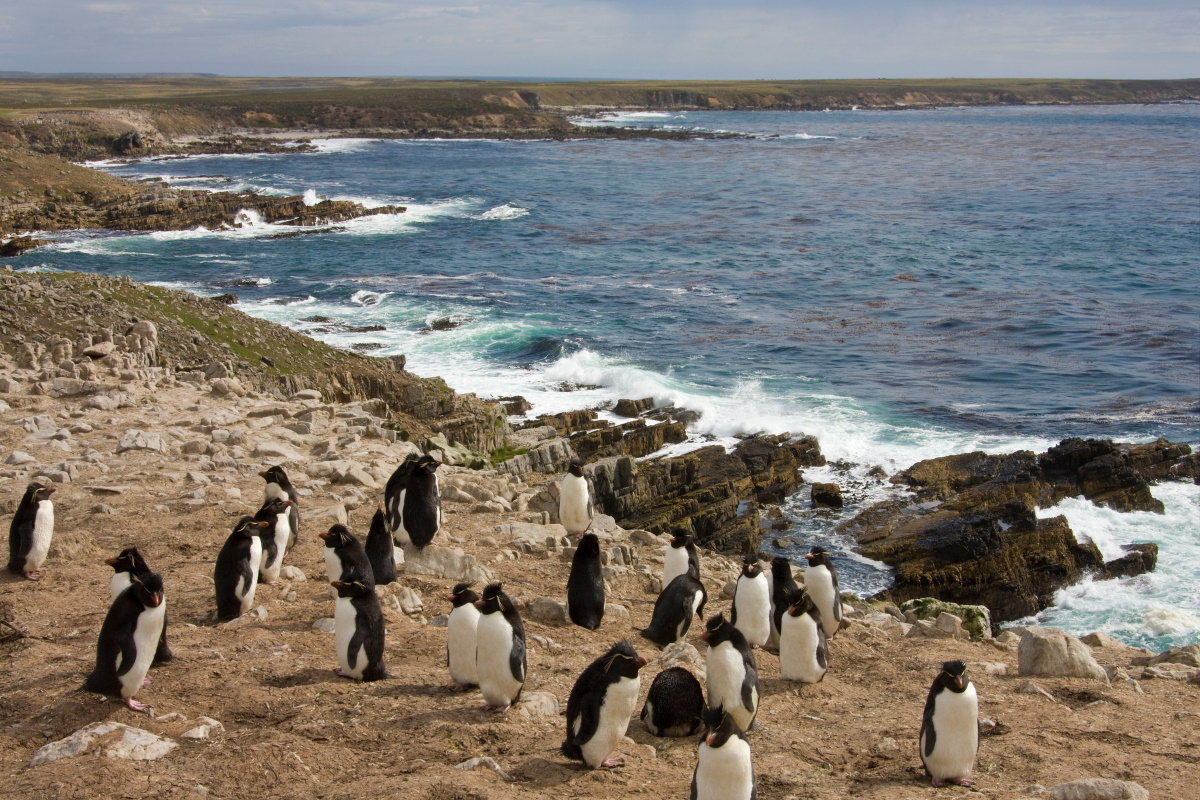 Pinguini Isola Pebble
