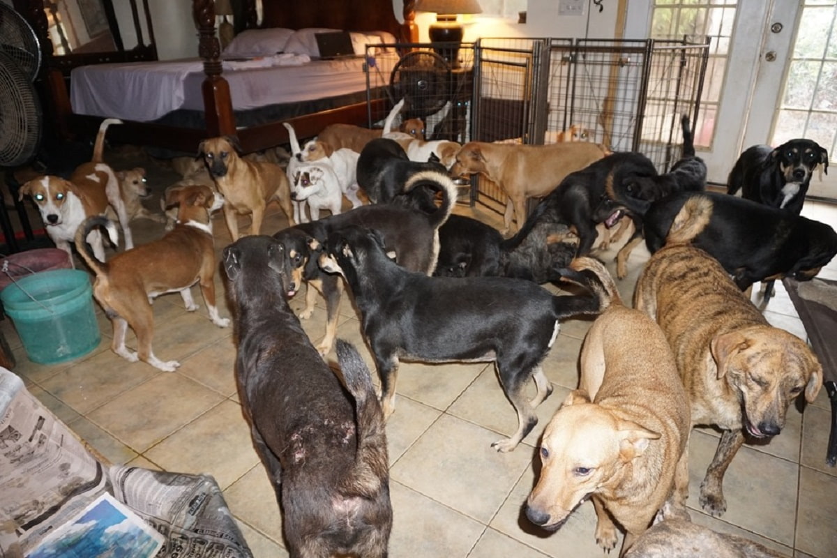 Cani salvati dall'uragano