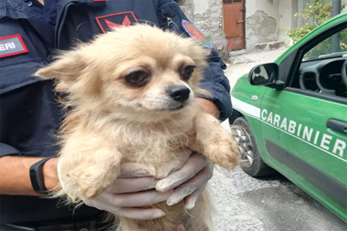 Chihuahua maltrattati Salerno
