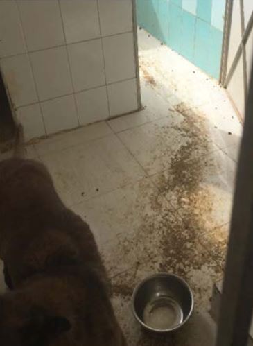 Condizioni igieniche cani Giordania