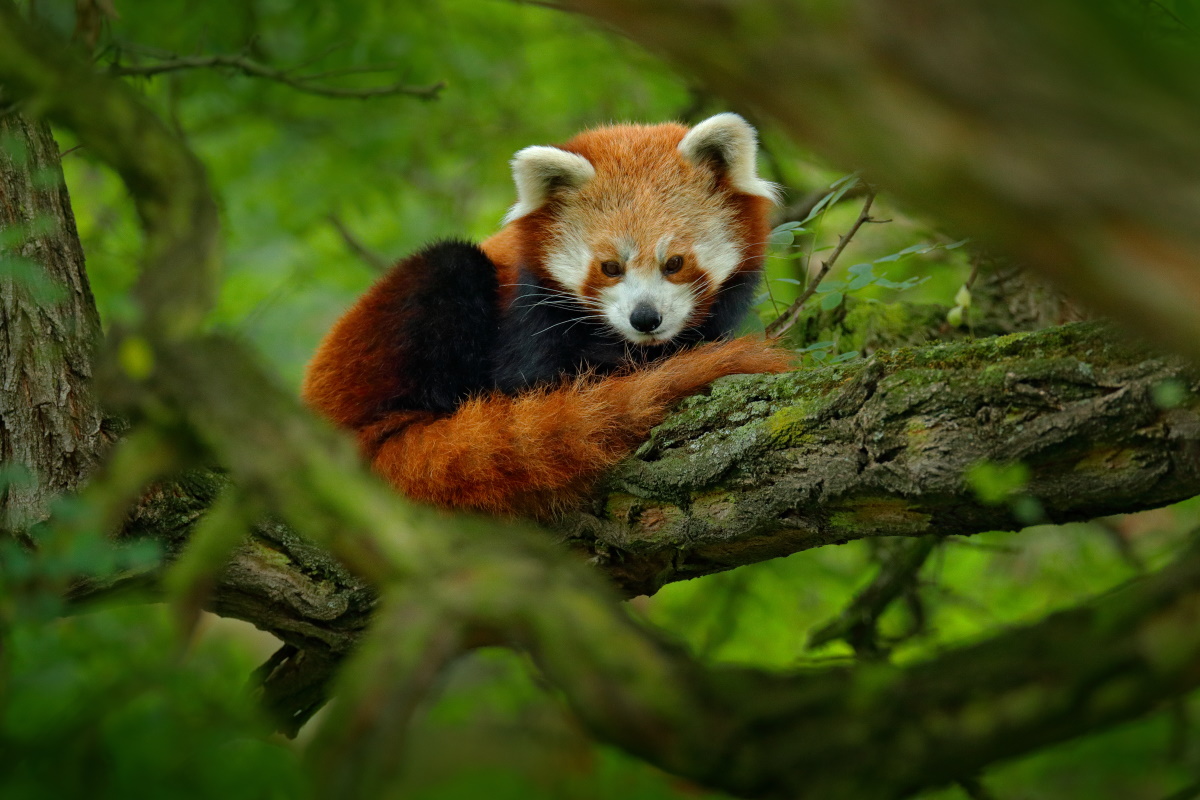 Panda rosso estinzione