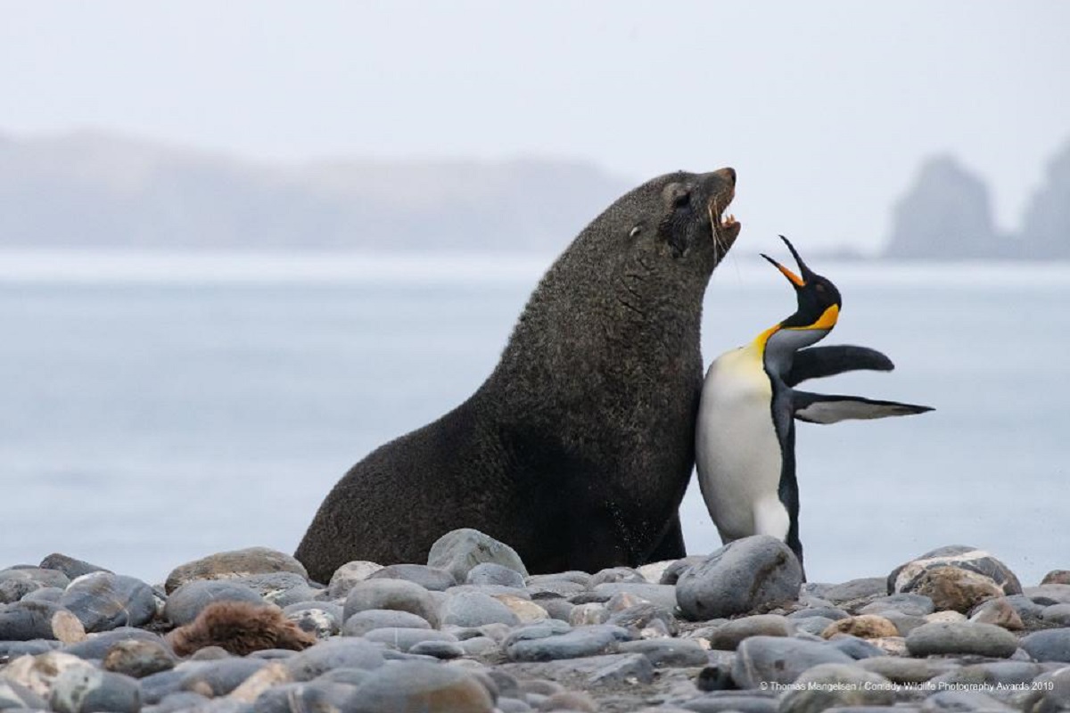 Pinguino foto