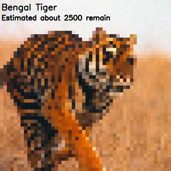 tigre bengala