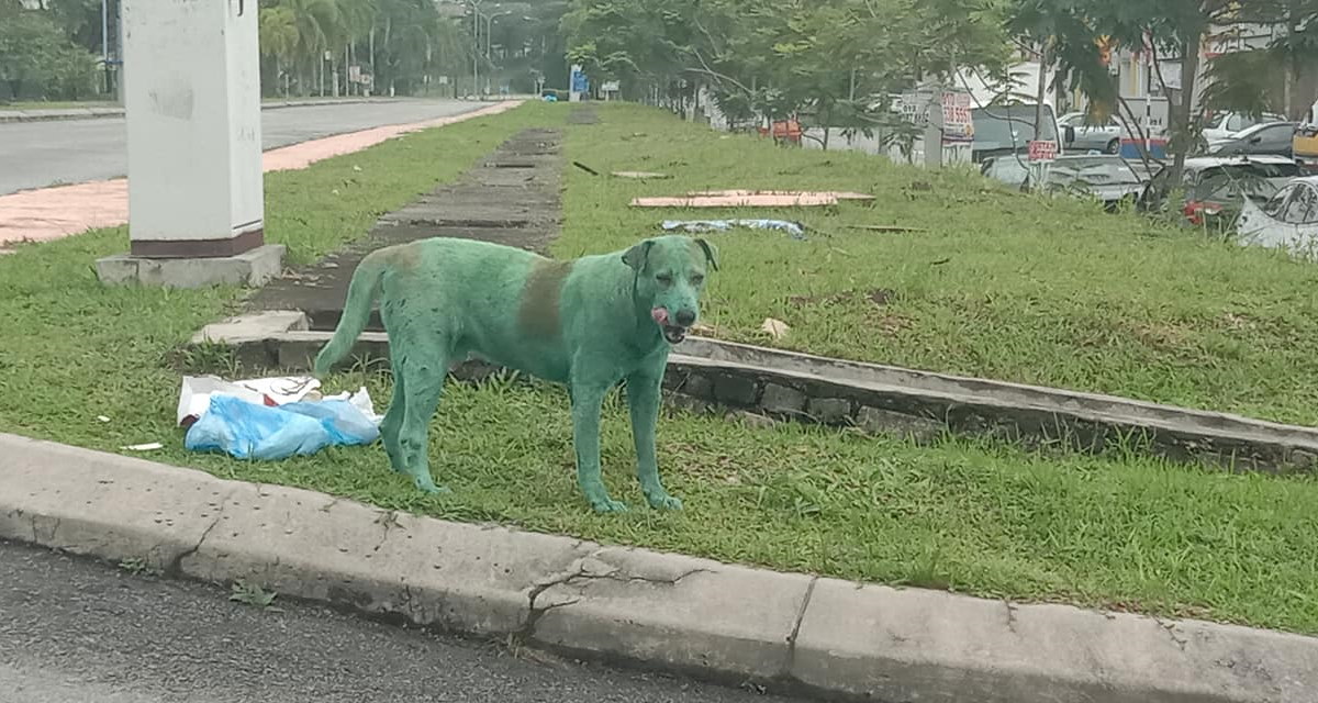 cane dipinto di verde