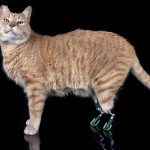 vito-gatto-protesi