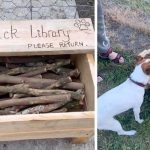 biblioteca-bastoni-cani