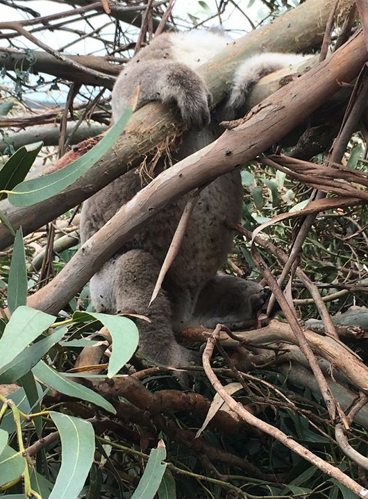 massacro koala