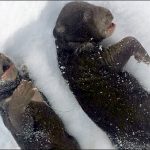 orsi congelati