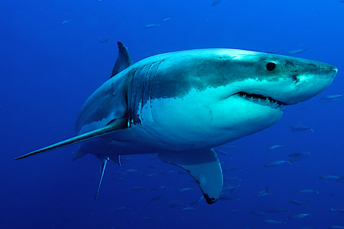 squalo bianco estinzione mediterraneo