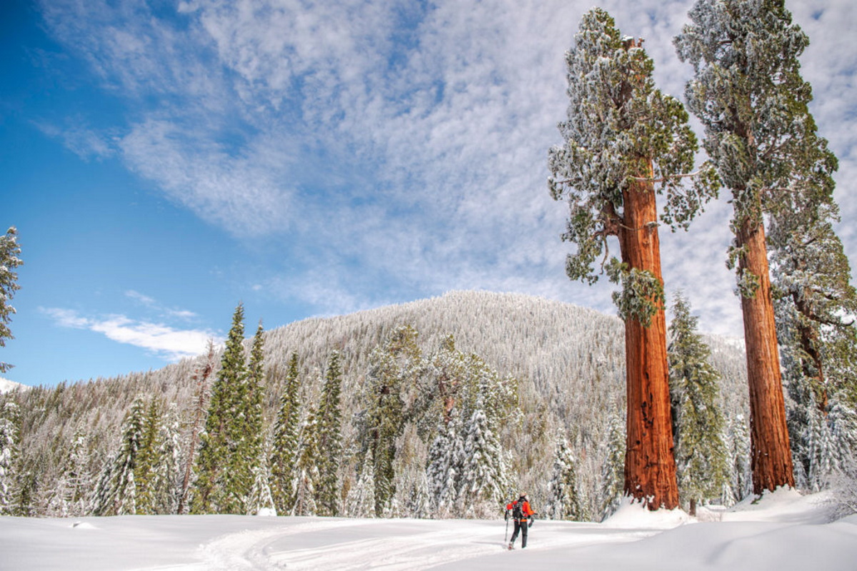 foresta sequoia
