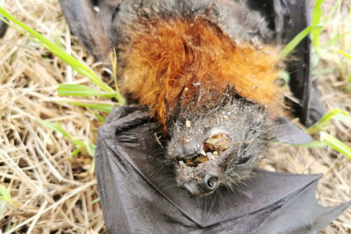 pipistrello-morto-australia