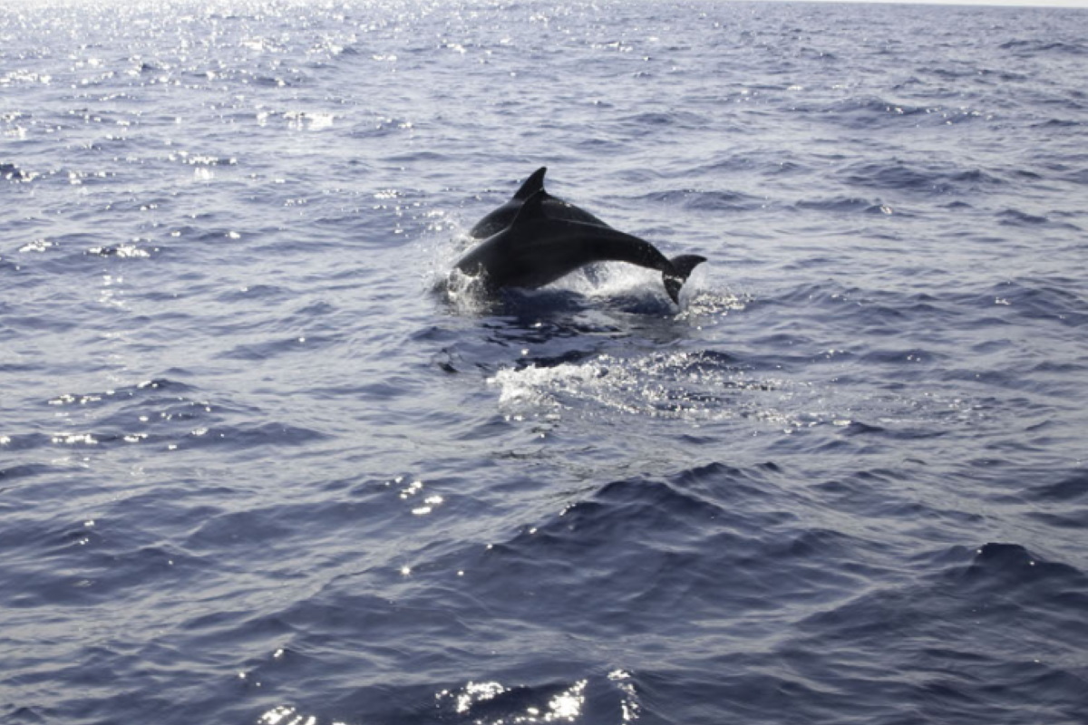 delfini suoni silenzio lockdown