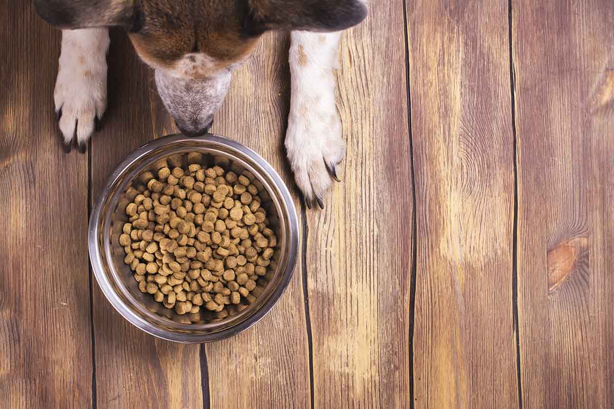 Cibo per cani: le marche migliori e peggiori secondo il nuovo test di  Altroconsumo - greenMe