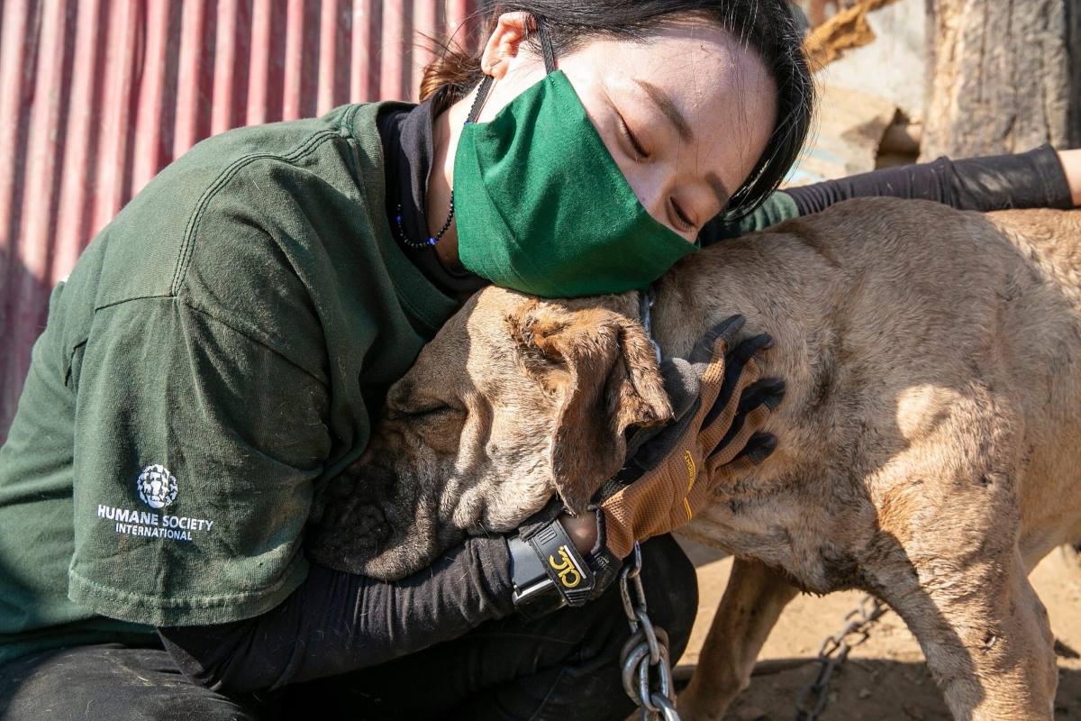 cani salvati corea del sud