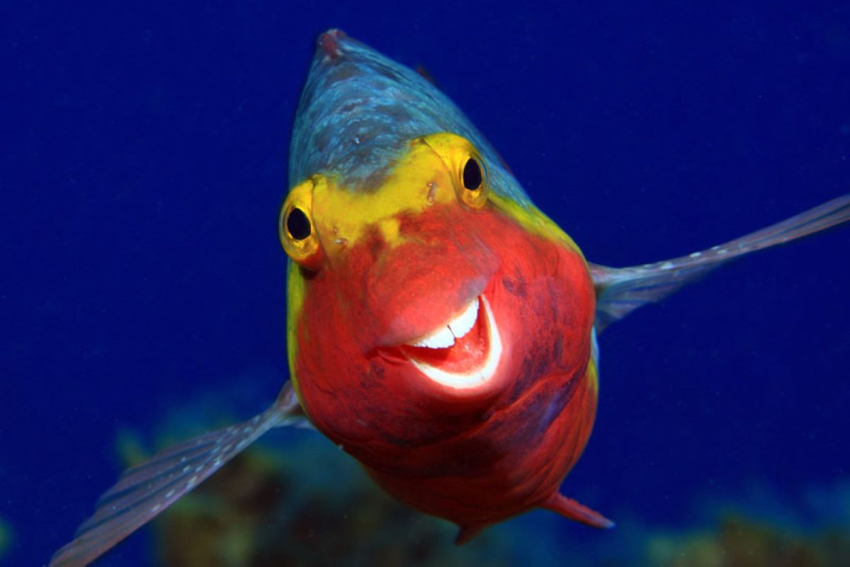 pesce che sorride