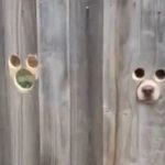 spioncini cani
