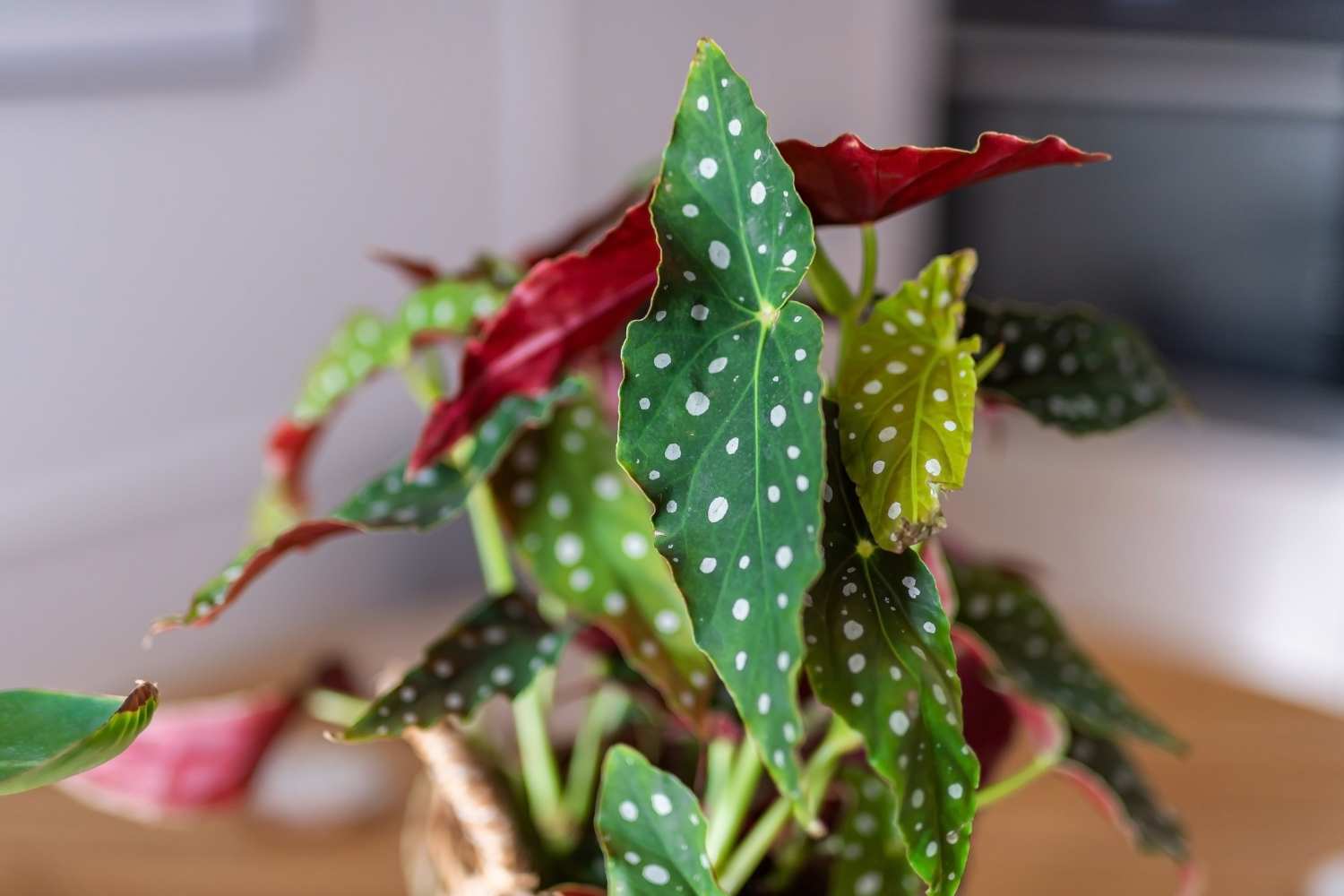 begonia maculata