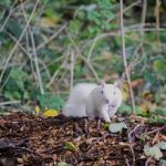 scoiattolo albino