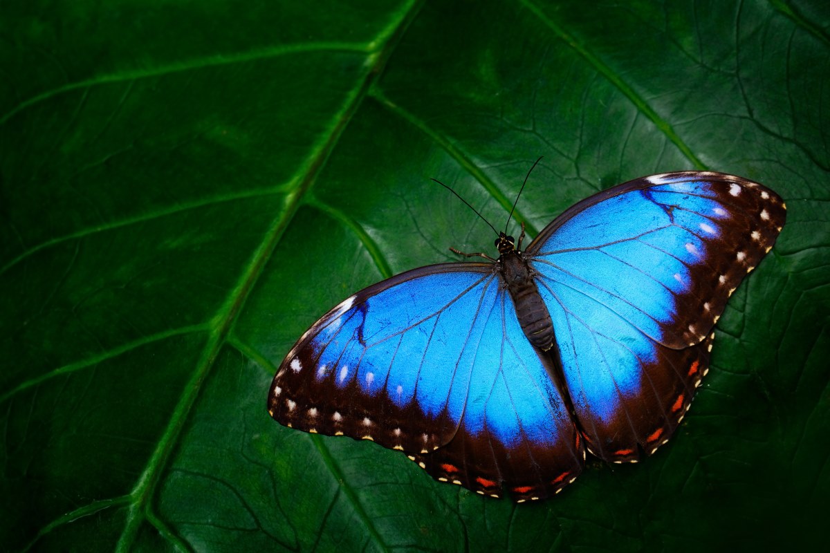farfalla morfo blu