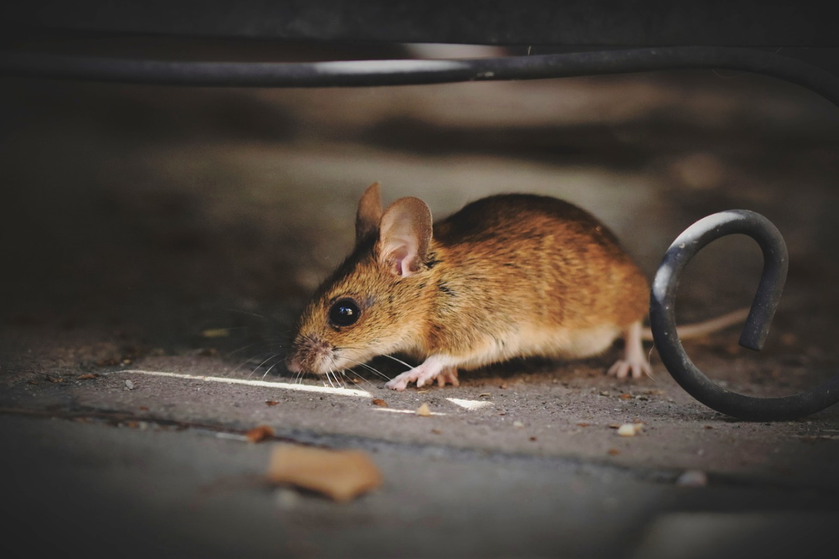 Veleni per topi e insetticidi: attenzione alle sostanze vietate, sono  pericolosissime - greenMe