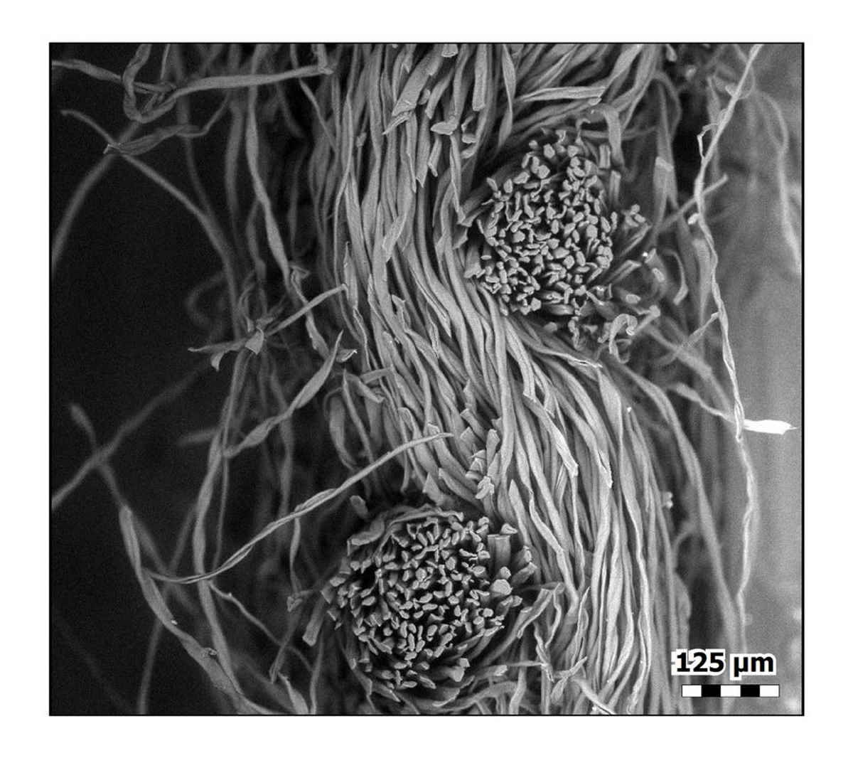 mascherine microscopio