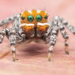 Maratus Nemo