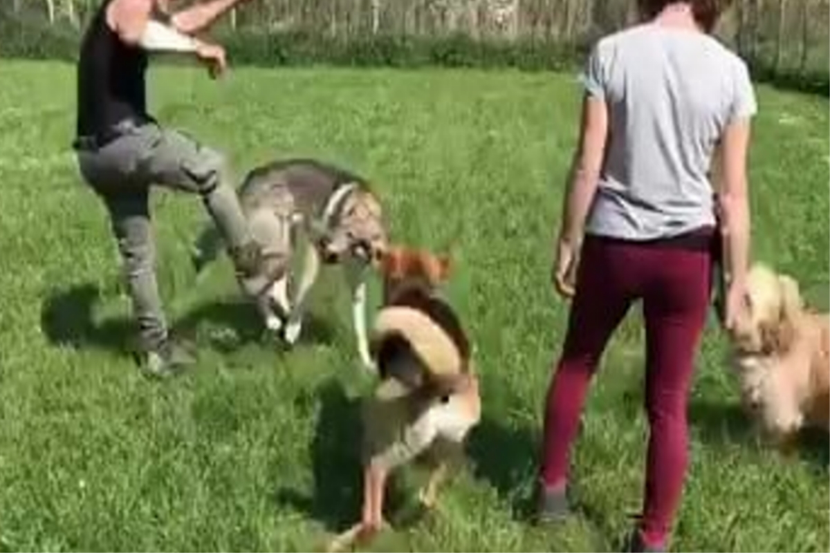 calcio cane addestratore