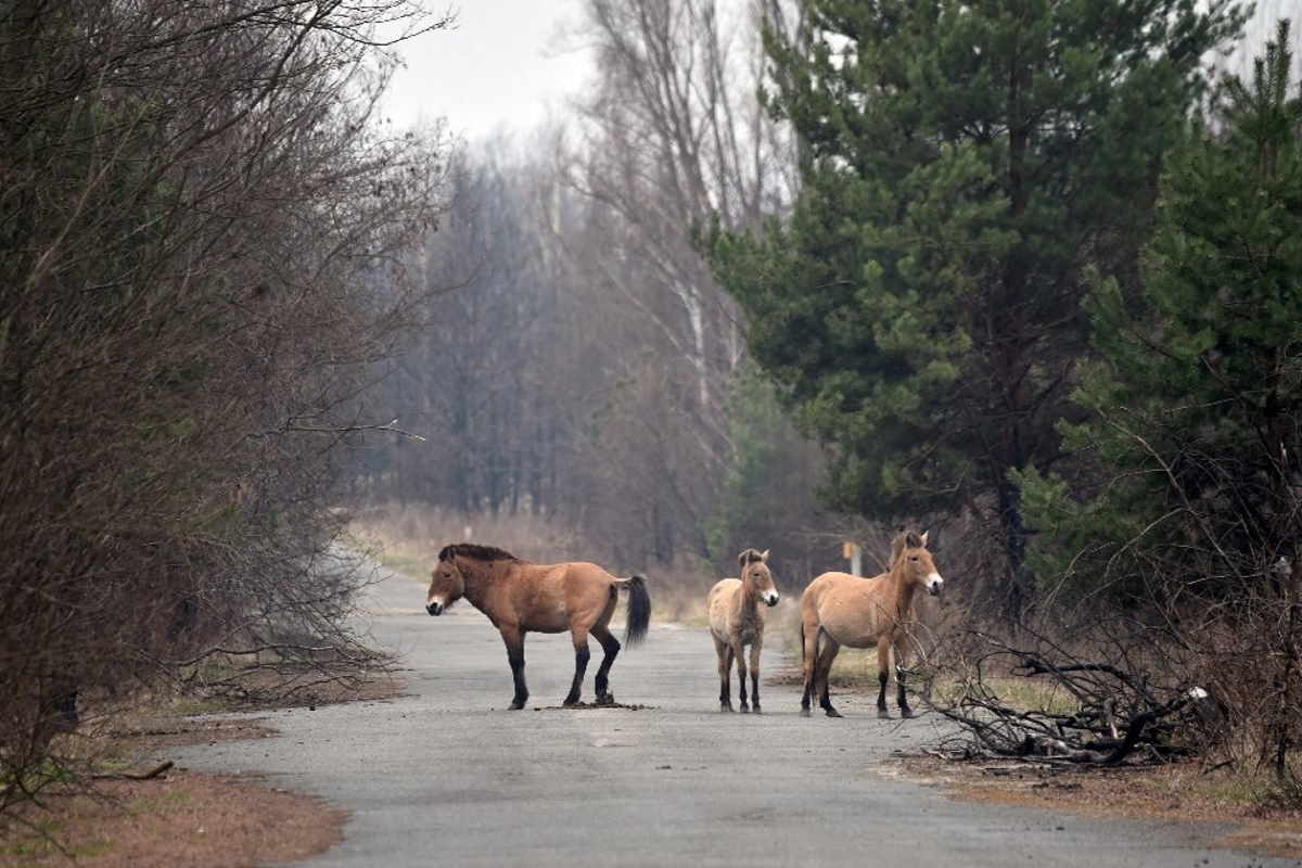 cavalli chernobyl