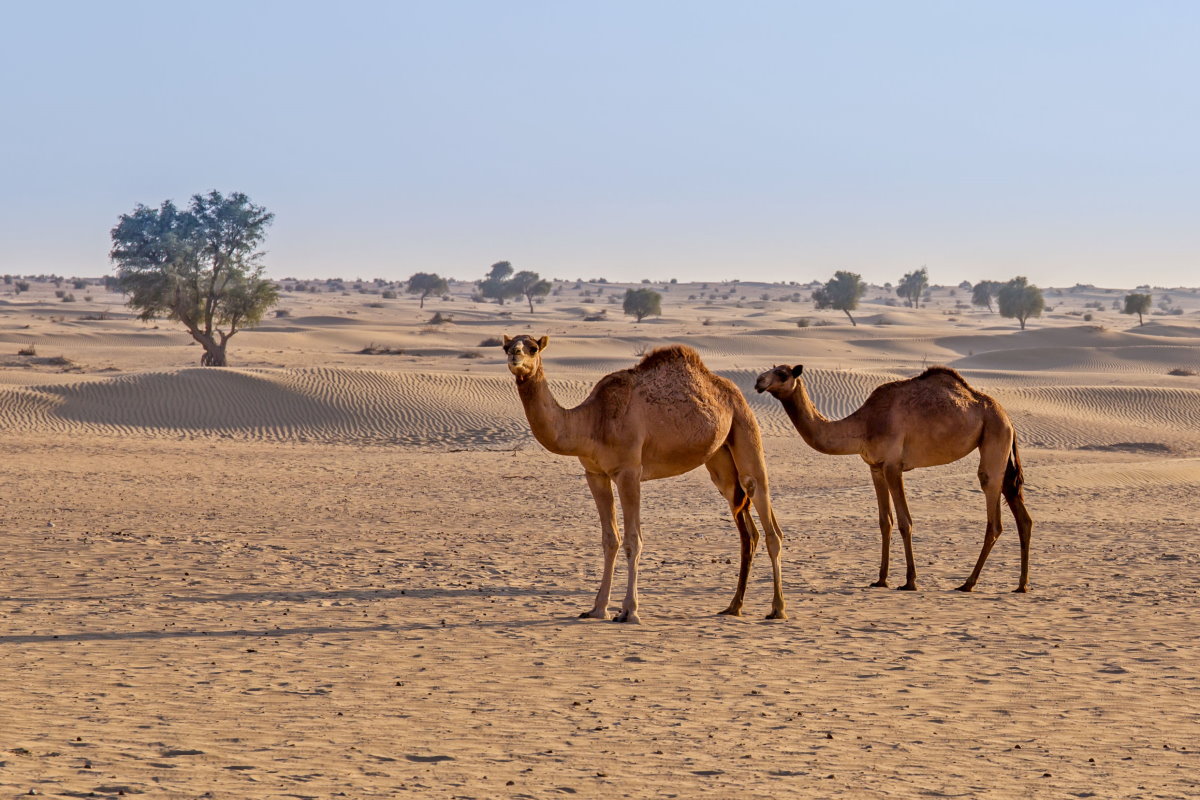 deserto cammelli