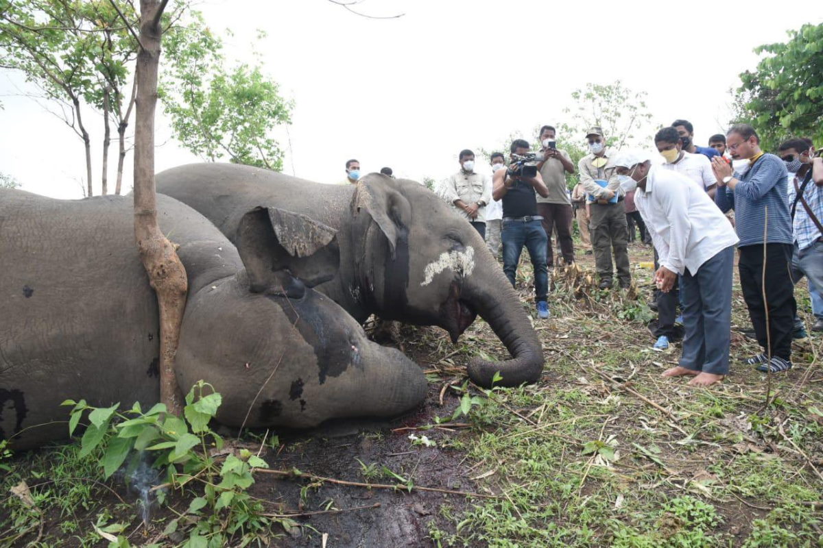 elefanti morti india