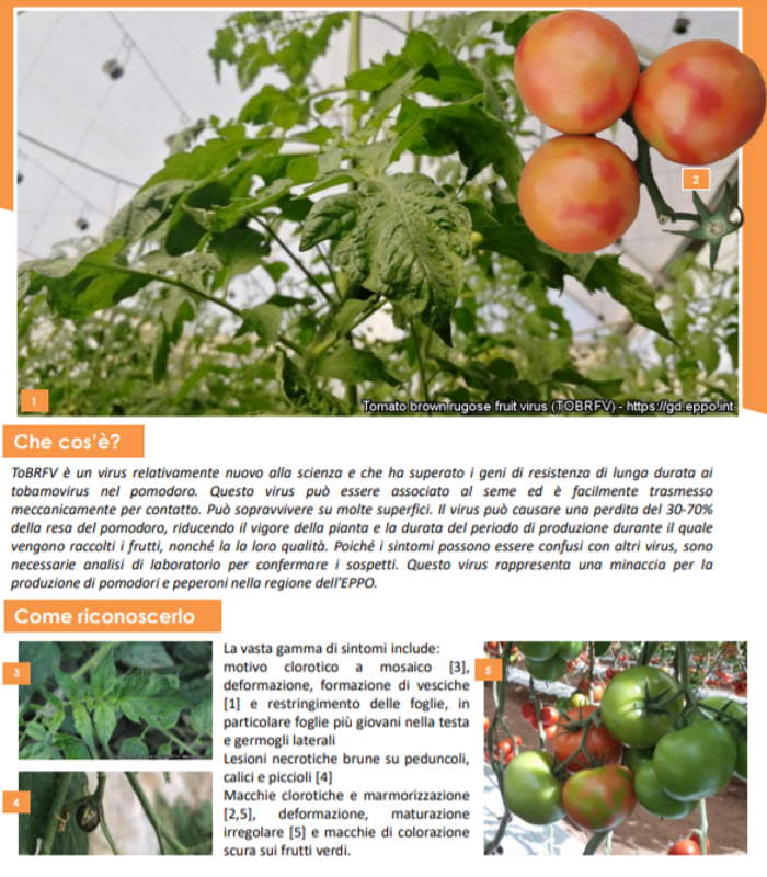 pomodori sicilia ToBRFV 
