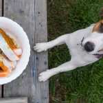 cane mangia salmone