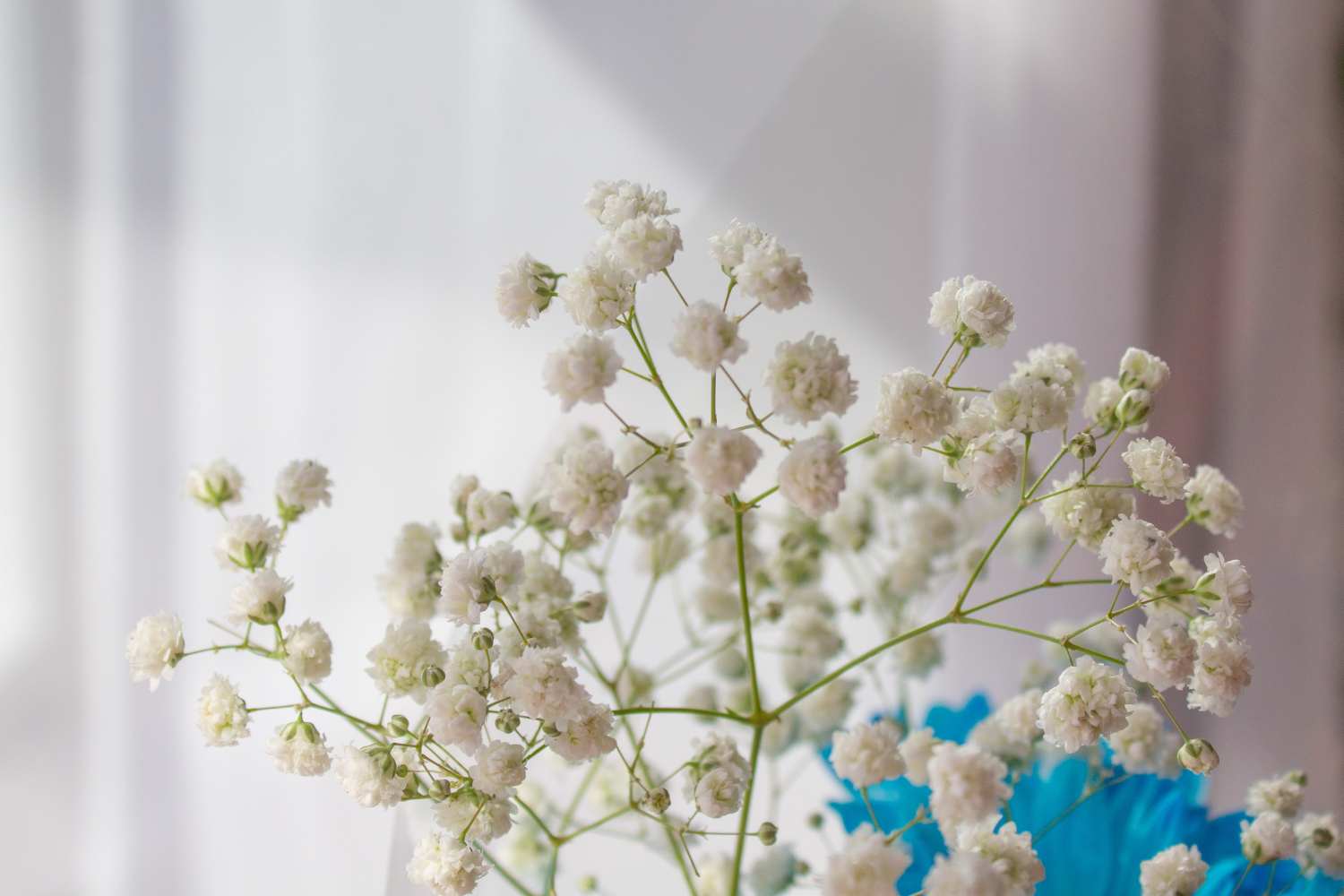 Gypsophila paniculata