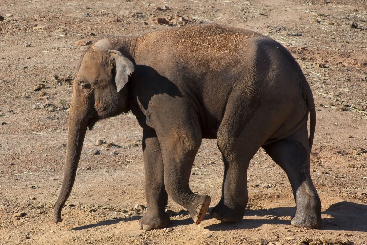 evoluzione elefanti senza zanne